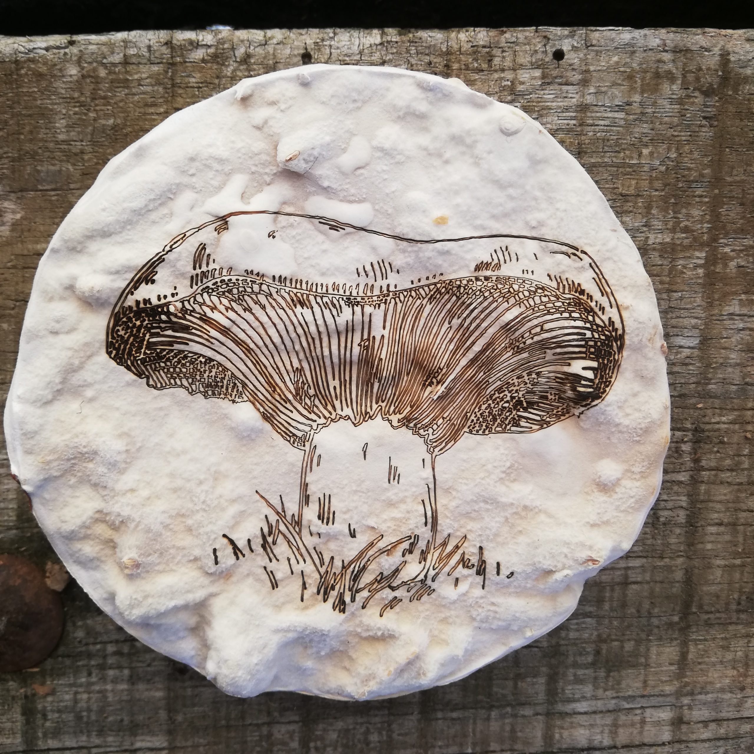 MycoArt "Champignon sur champignon"